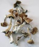 alacabenzi mushrooms