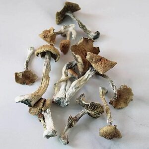 alacabenzi mushrooms