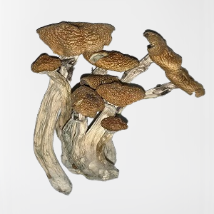 Alacabenzi Mushrooms