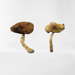 Lizard King Mushroom