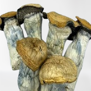 melmac mushroom