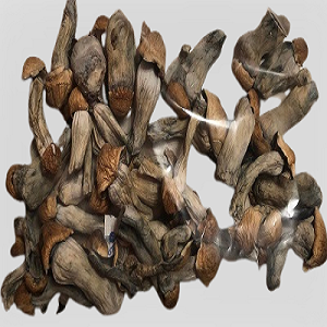 penis envy mushrooms