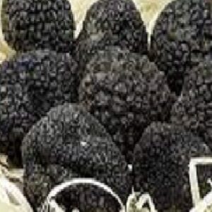 black truffle mushrooms