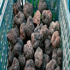 black truffle mushrooms