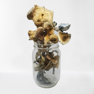 golden teacher mushrooms