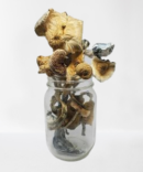 golden teacher mushrooms