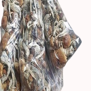 lizard king mushroom 