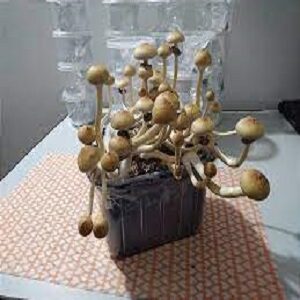 Cambodian Mushrooms
